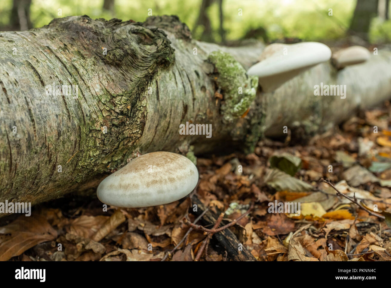 Halterung Pilz wachsen auf einen gefallenen Birke in Wales. Stockfoto