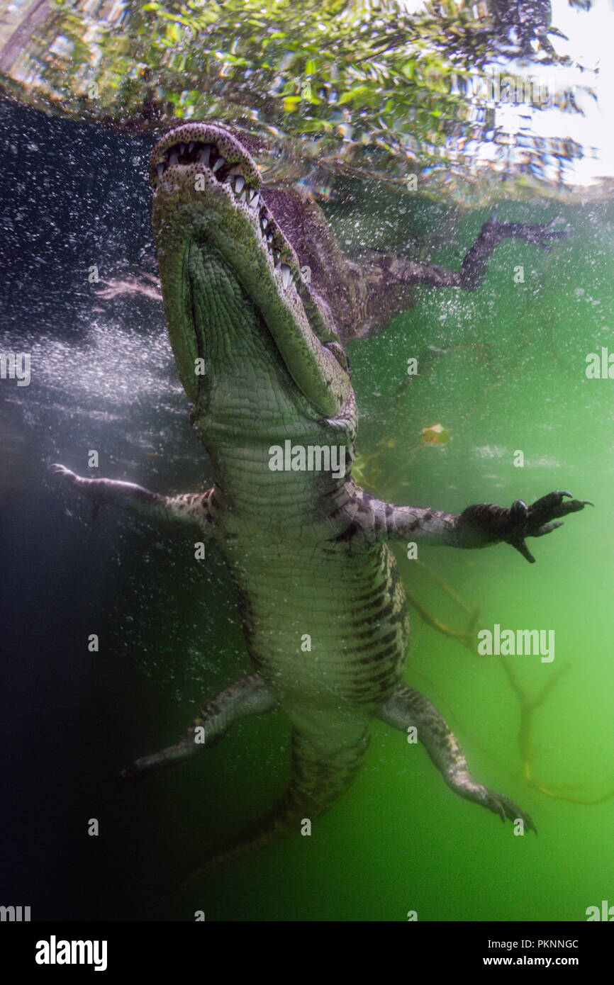 Morelet's Crocodile, Crocodylus moreletii, Cancun, Yucatan, Mexiko Stockfoto