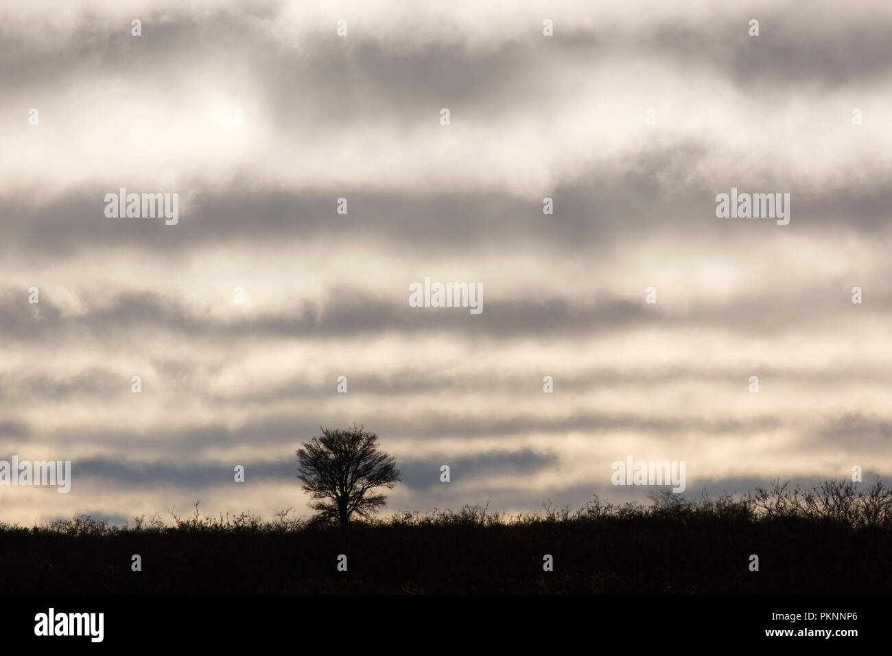 Wolken Band am Himmel ein Tundra Landschaft in Manitoba, Kanada. Ein einsamer Baum steht am Horizont. Stockfoto