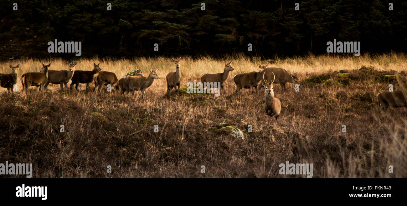 Rotwild om Glencoe bei Camera suchen Stockfoto