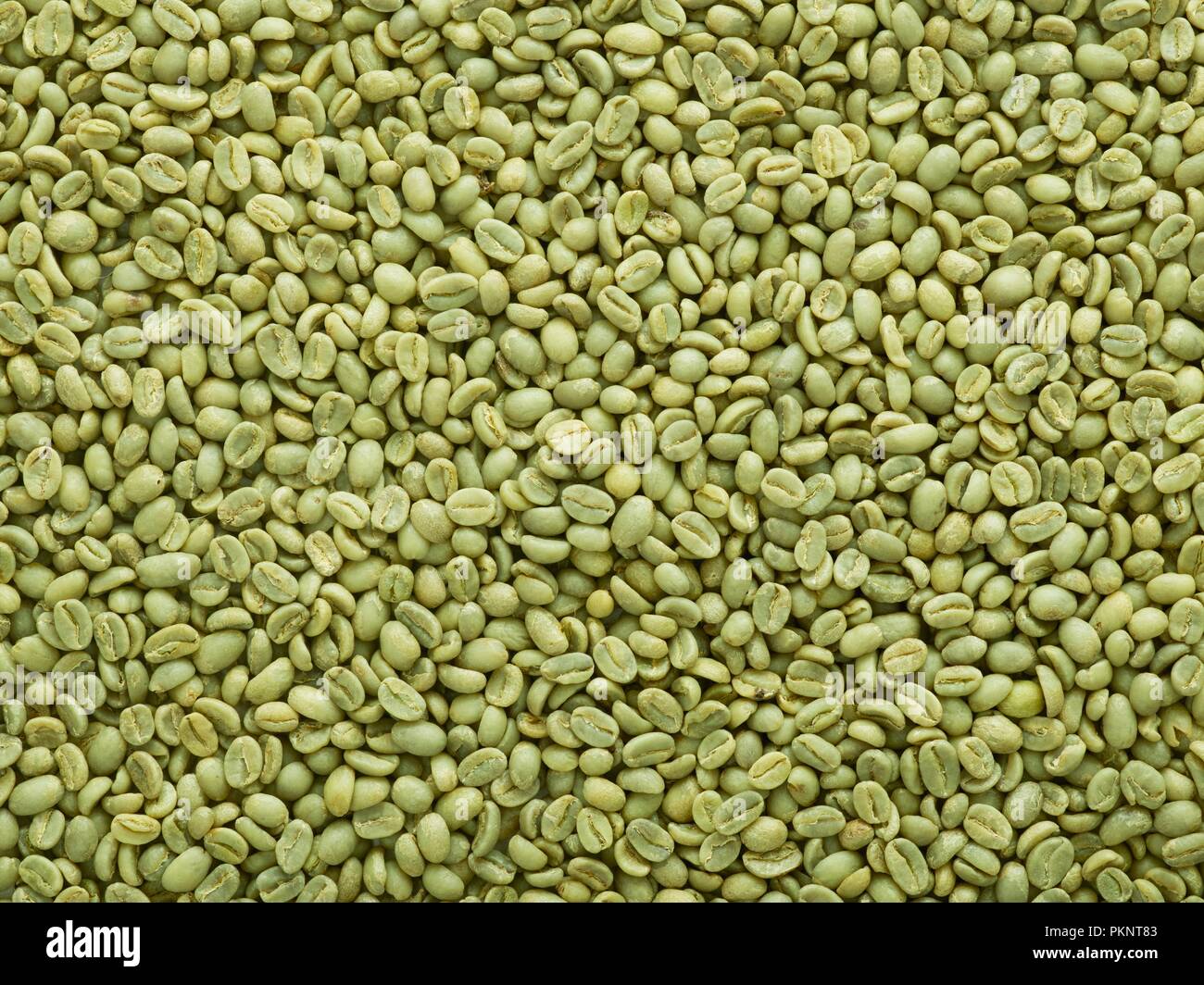 Grüne Kaffeebohnen, Vollbild. Stockfoto