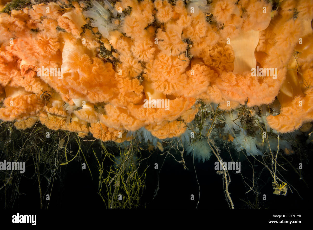 Hängenden Gärten von Aegir (AEgir) - klonale Plumose Anemone oder Rüschen Anemone (Metridium senile) Stockfoto