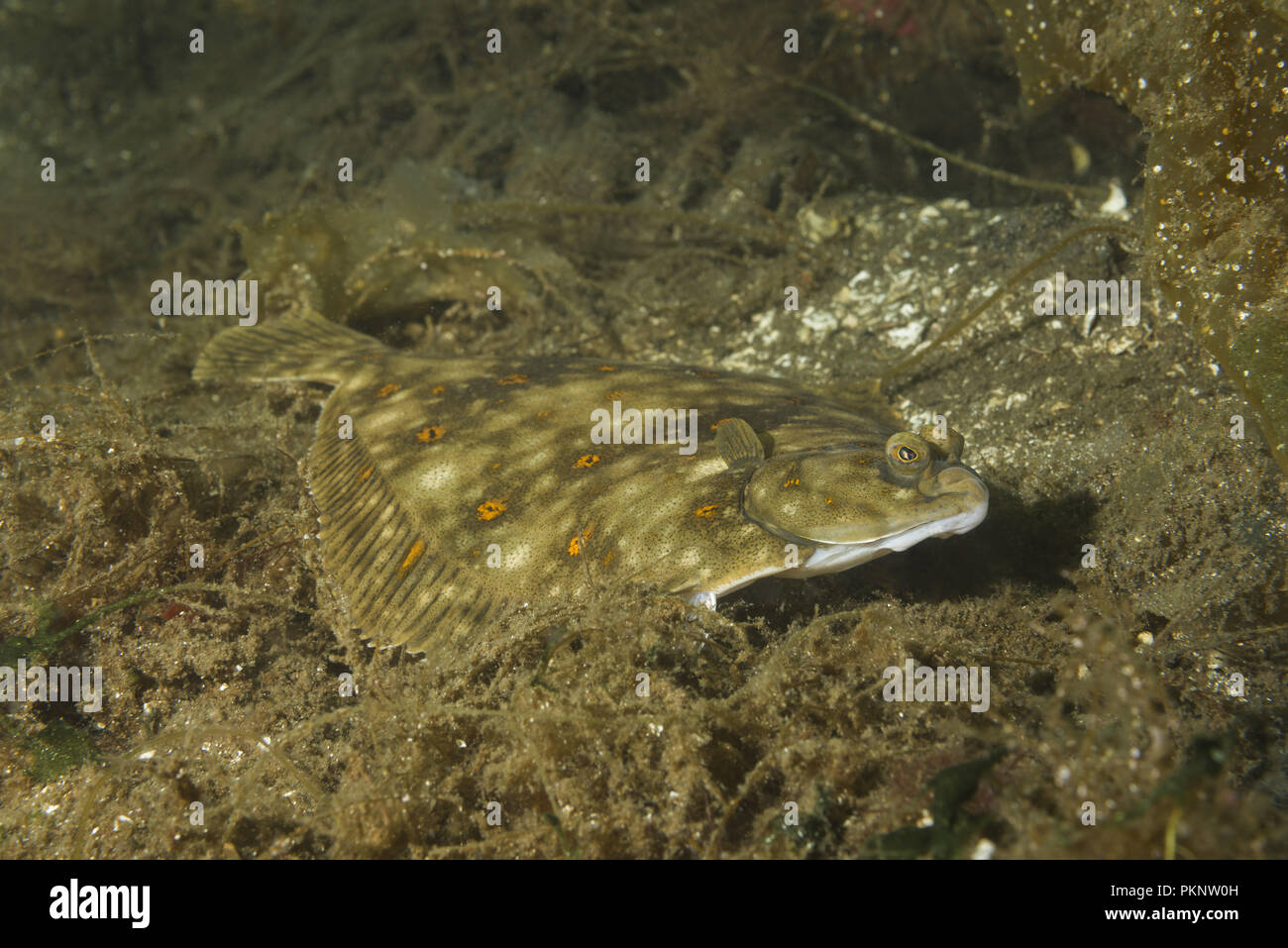 Scholle (Pleuronectes platessa) auf Algen Stockfoto