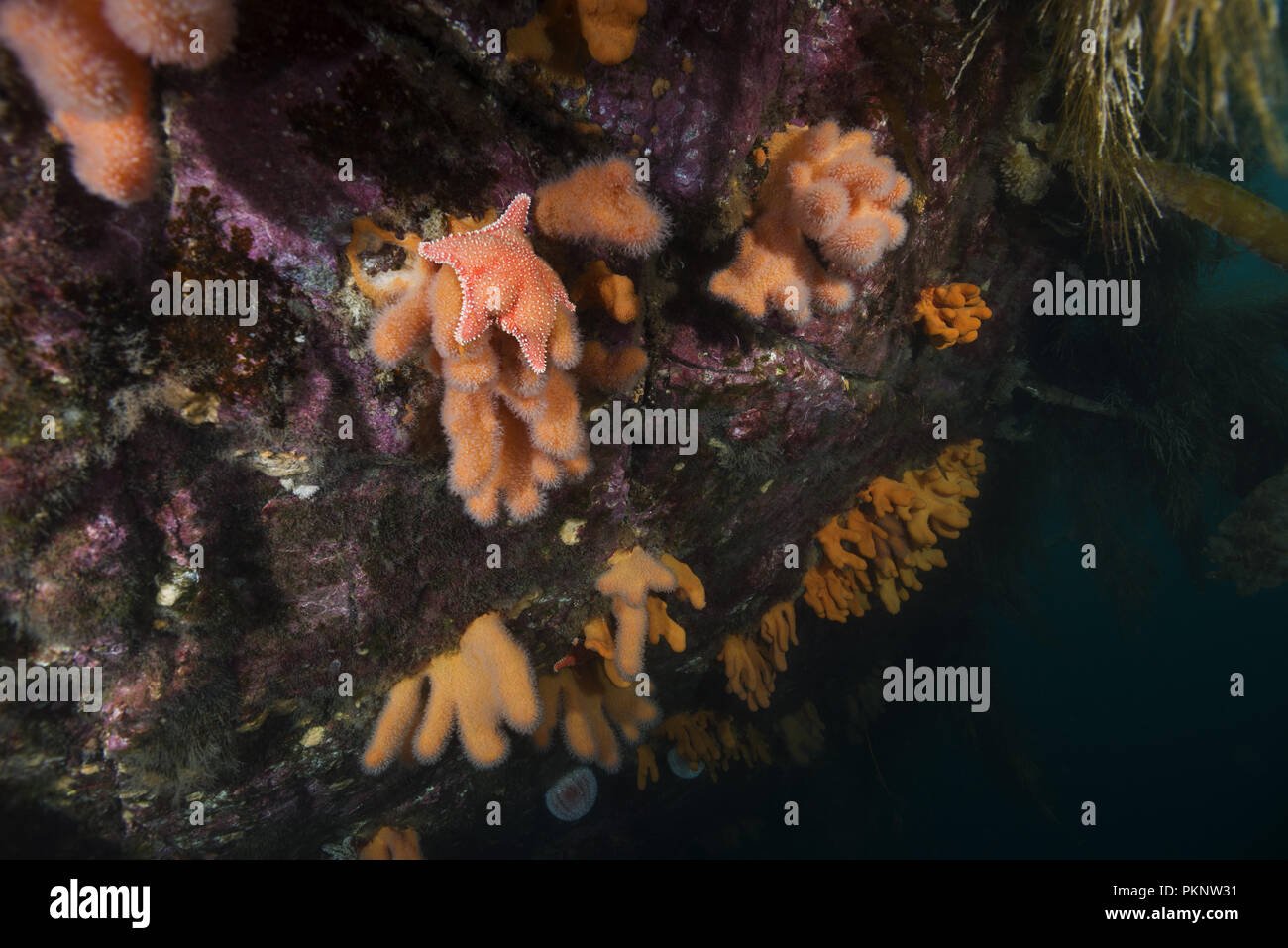 Unterwasserlandschaft mit Weichkorallen - Finger Coral, Dead Man's Finger (Alcyonium Digitatum) und Starre Cushion Starfish (Hippasteria phrygiana) Stockfoto