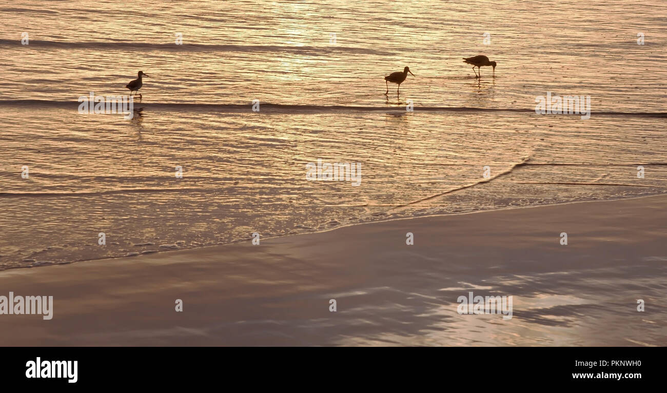 Drei godwit Vögel in der Brandung bei Sonnenuntergang am Strand im Süden von Kalifornien, USA im Sommer Stockfoto