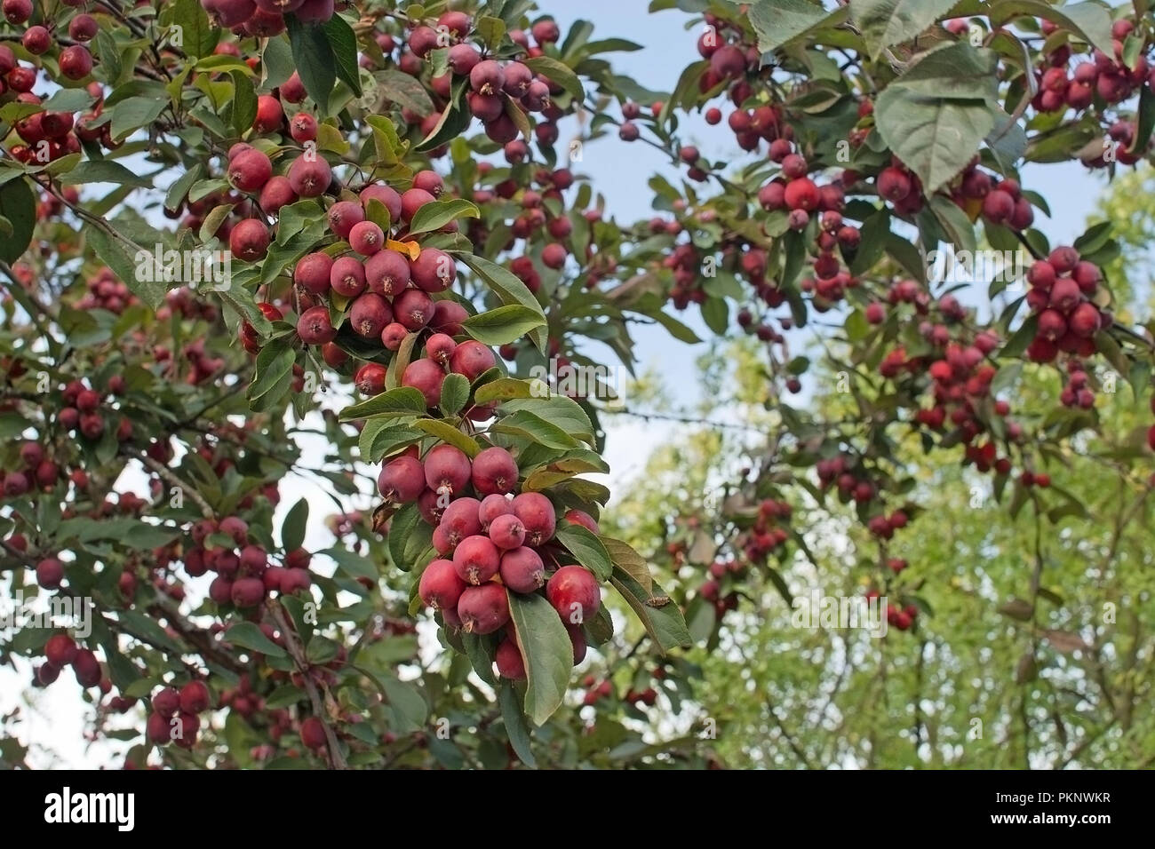 Baum mit reifen Kirschen, Äpfel, Sibirische Katze, Malus Bacchata in Stockholm, Schweden im September. Stockfoto