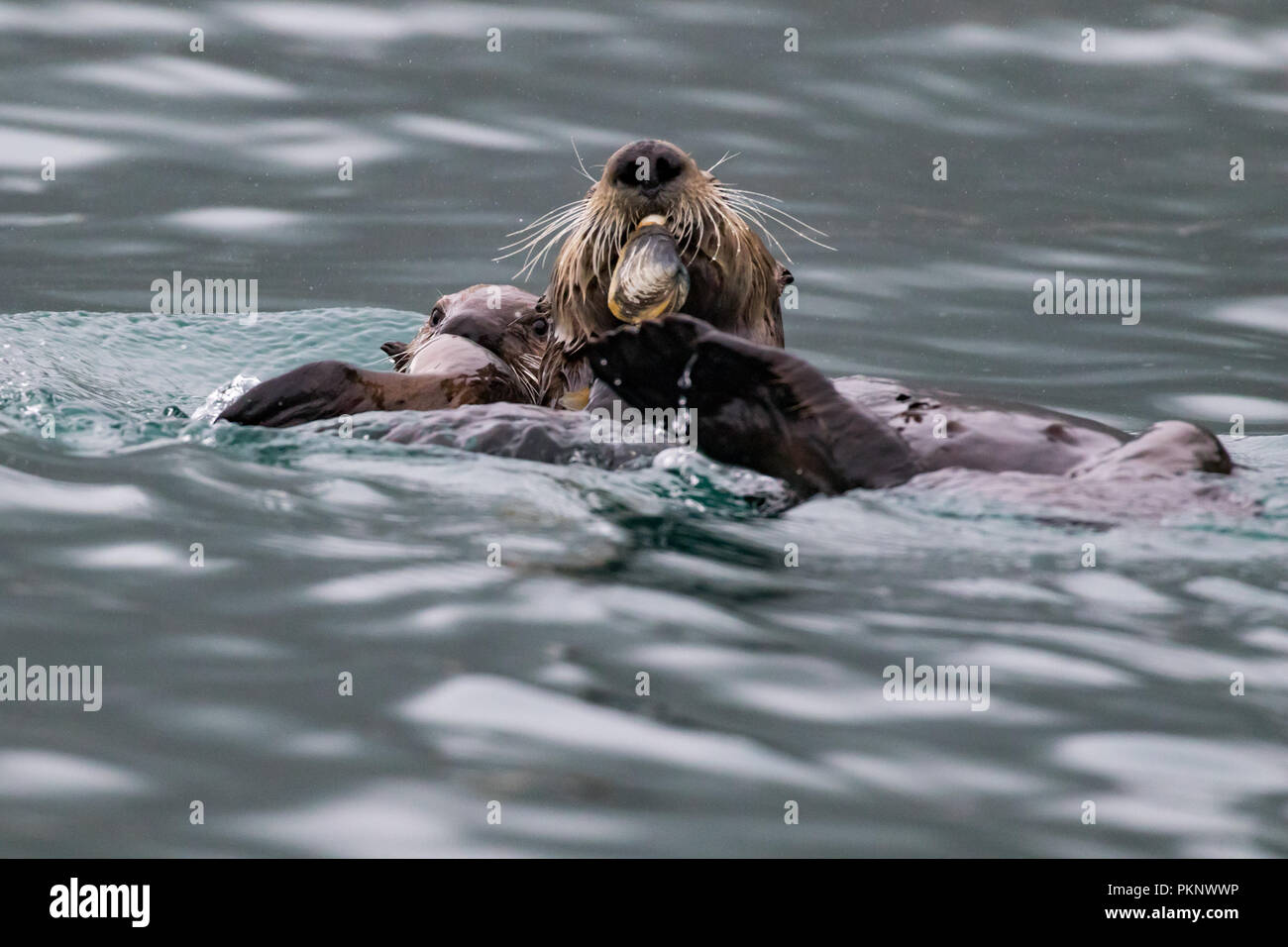 Sea Otter, Enhydra lutris, eine Marine Mammal essen Muscheln im Kelp Wald von Südosten Alaska, Vereinigte Staaten von Amerika Stockfoto