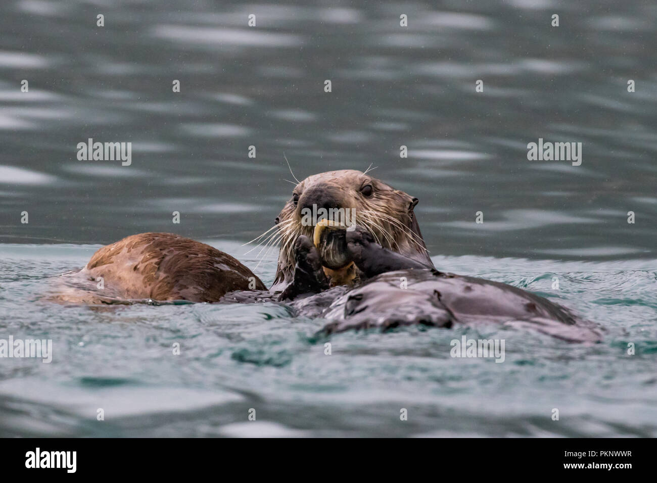 Sea Otter, Enhydra lutris, eine Marine Mammal essen Muscheln im Kelp Wald von Südosten Alaska, Vereinigte Staaten von Amerika Stockfoto