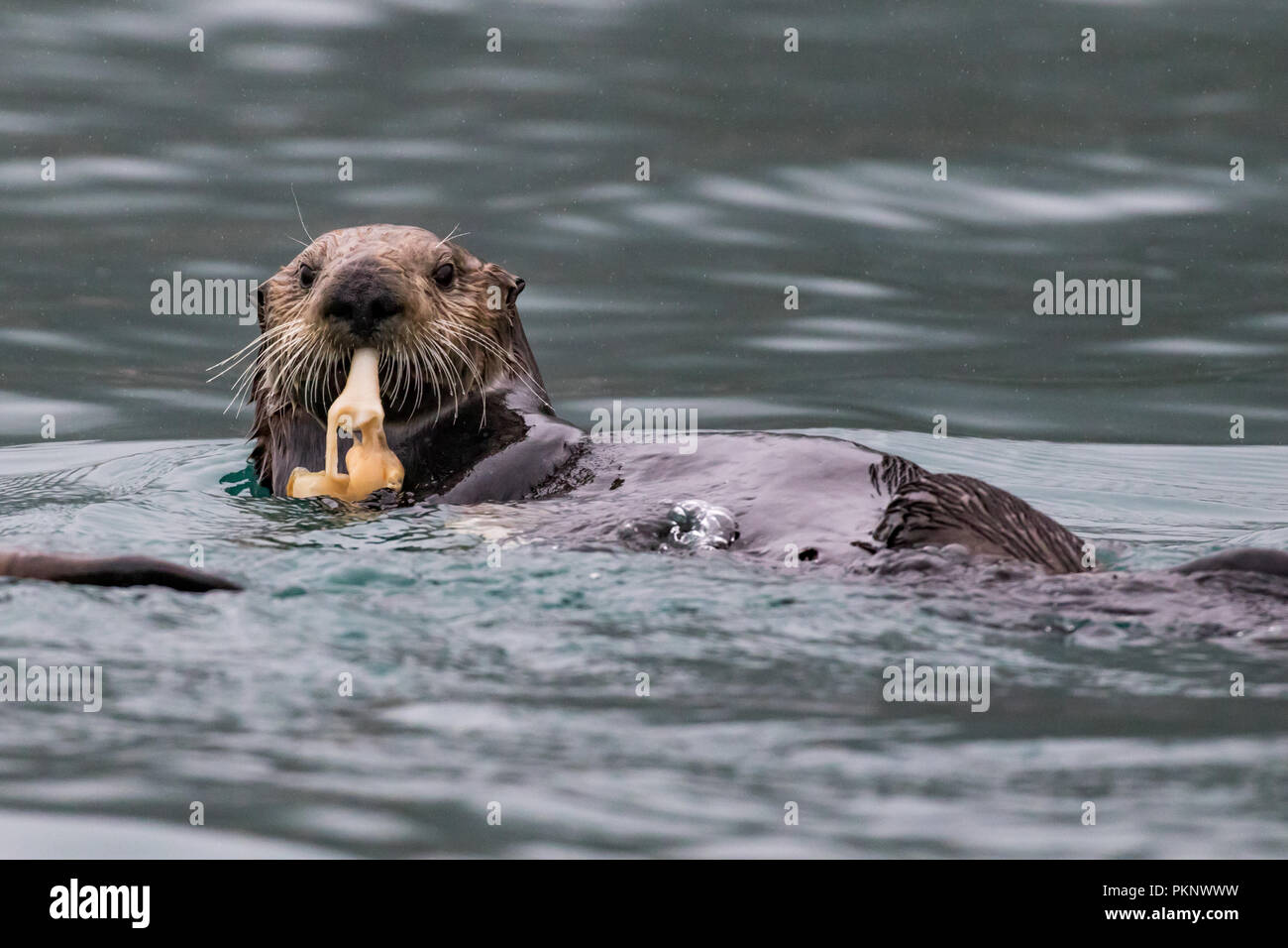 Sea Otter, Enhydra lutris, eine Marine Mammal essen Muscheln im Kelp Wald von Südosten Alaska, Vereinigte Staaten von Amerika Stockfoto
