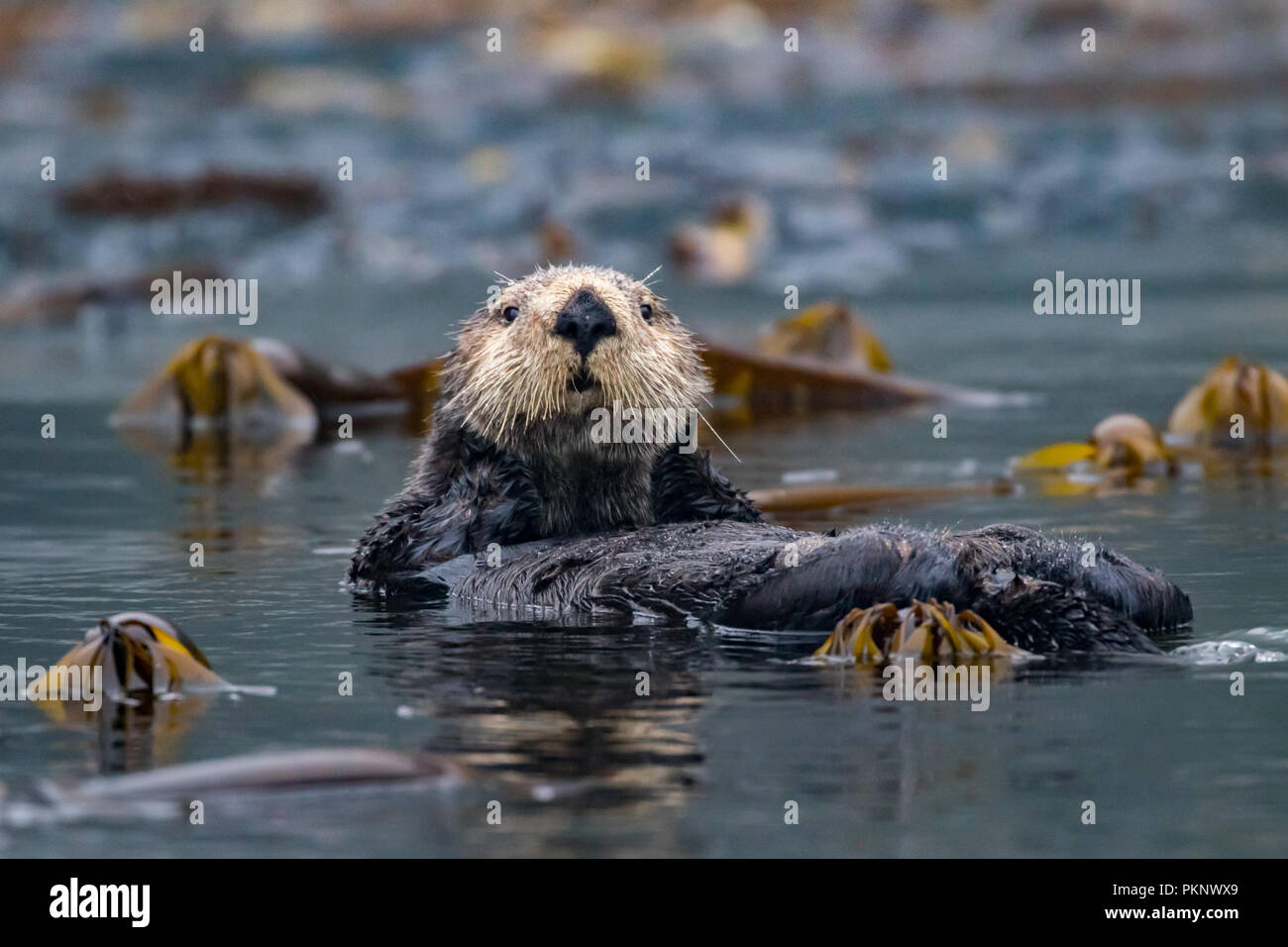 Sea Otter, Enhydra lutris, eine Marine Mammal und Wildlife Highlight im Kelp Wald von Südosten Alaska, Vereinigte Staaten von Amerika Stockfoto