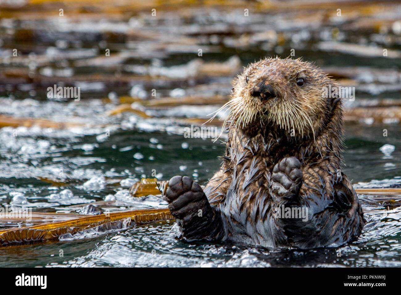 Sea Otter, Enhydra lutris, eine Marine Mammal und Wildlife Highlight im Kelp Wald von Südosten Alaska, Vereinigte Staaten von Amerika Stockfoto