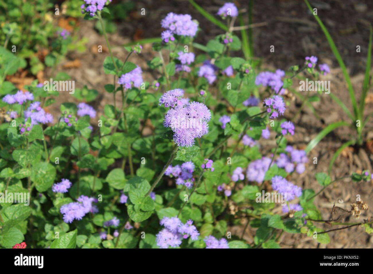 Lila Distel Pflanzen Stockfoto