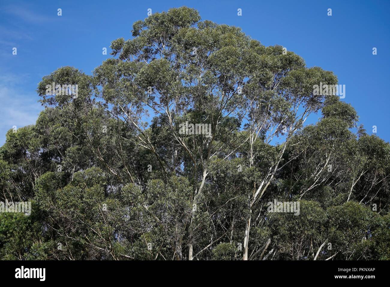 Eukalyptusbäumen, eine Australische einheimische Pflanze, die das Vordach mit klaren, blauen Himmel darüber. Stockfoto