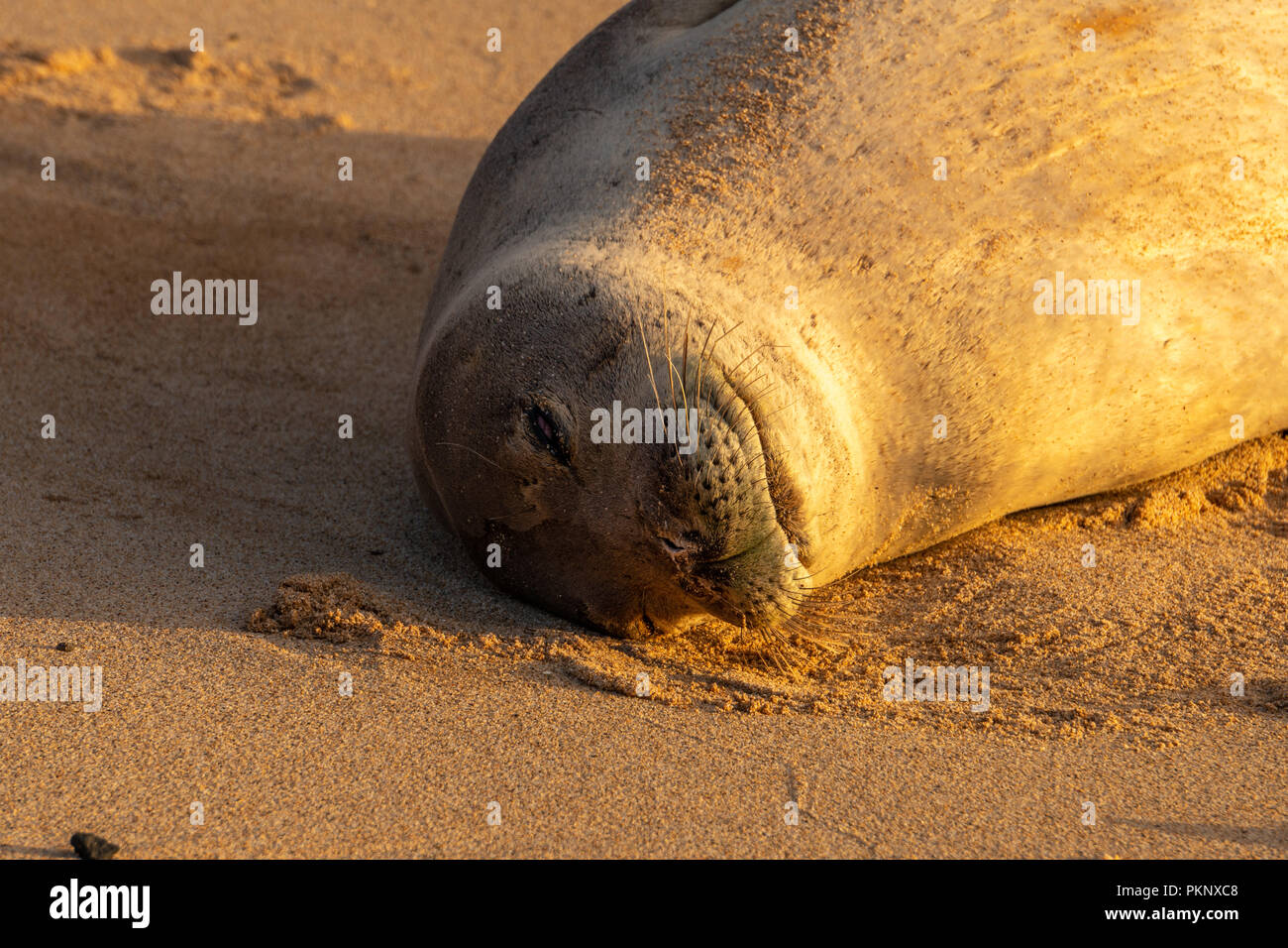 Mönchsrobben ruhen am Poipu Beach, Kauai Stockfoto