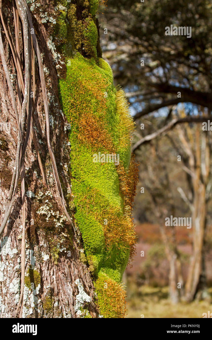 Große Büschel der lebendige Emerald Green Moss mit orange braun Sporen wachsen auf Baumstamm in Barrington Tops National Park NSW Australien Stockfoto