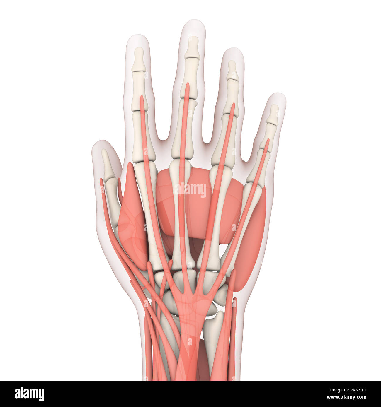 Menschliche Hand Anatomie Illustration Stockfoto