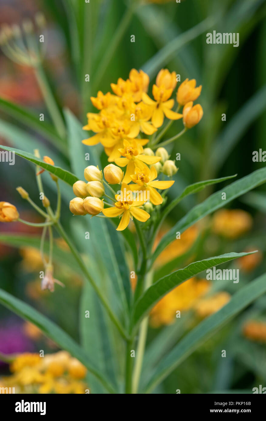 Die asclepias Curassavica "Silbrige Gold". Silky Gold Milkweed Stockfoto