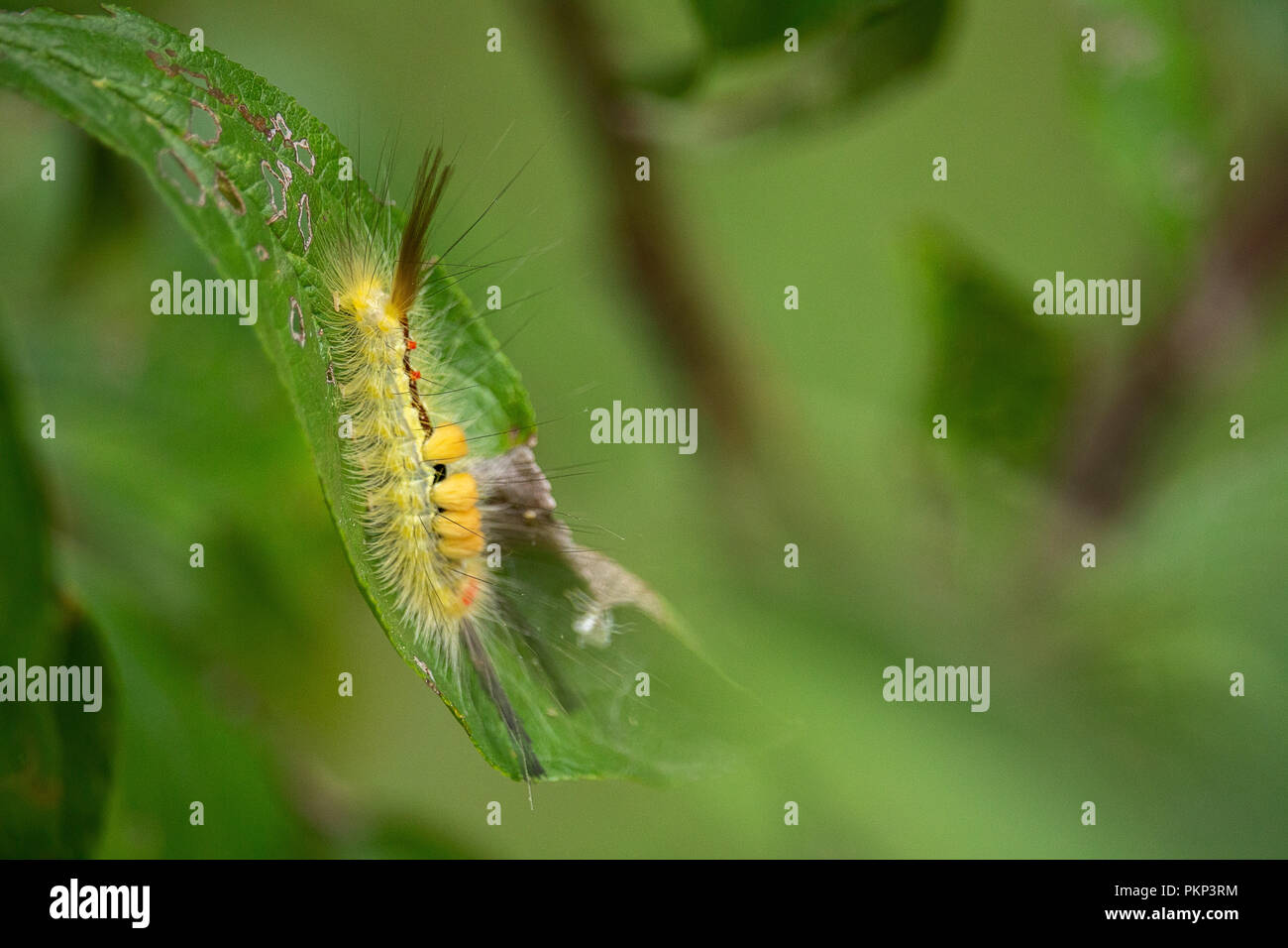 Eine Orgyia Definita Caterpillar sitzen auf einem Blatt im Frühling Sommer Stockfoto