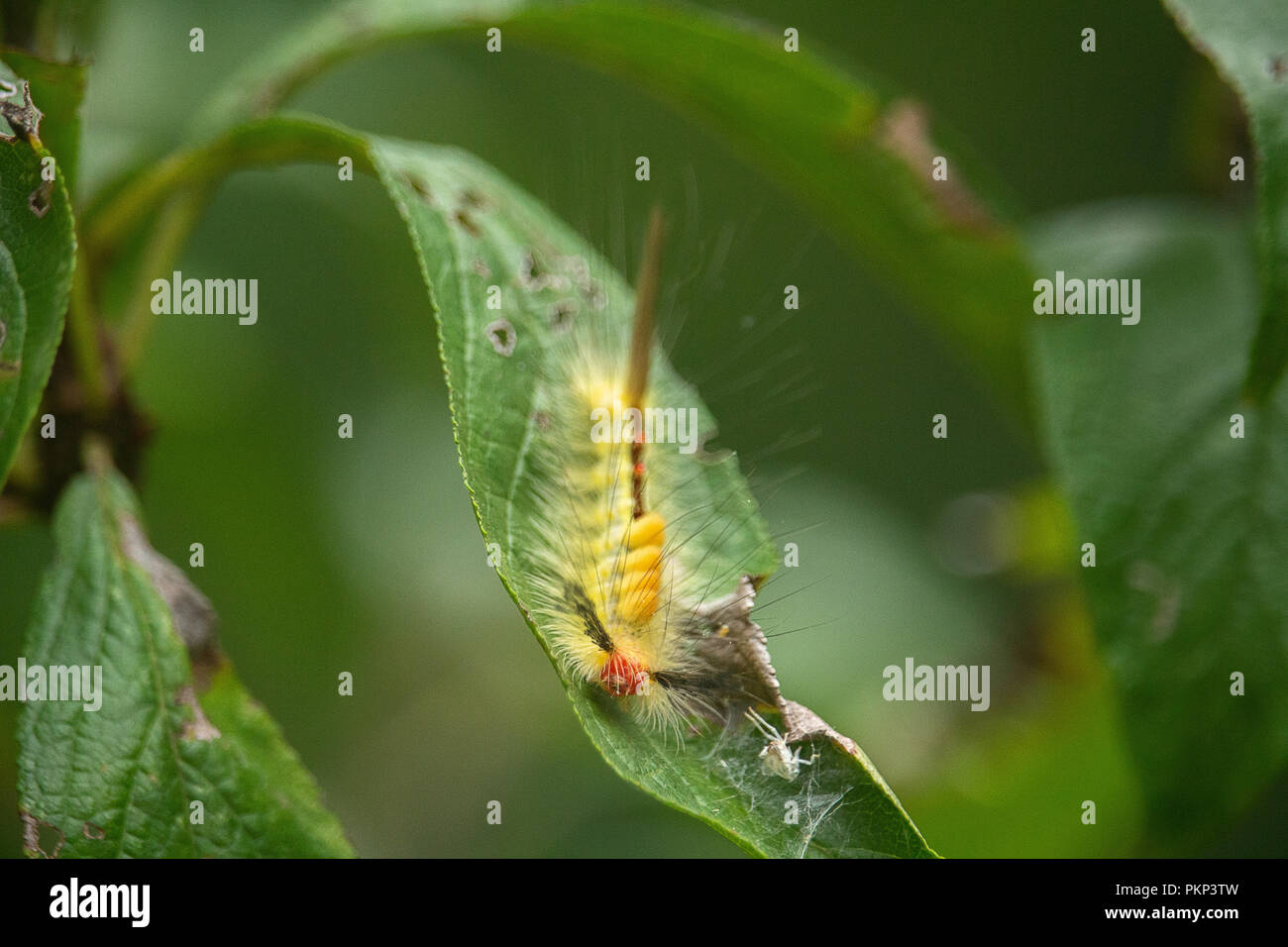 Eine Orgyia Definita Caterpillar sitzen auf einem Blatt im Frühling Sommer Stockfoto