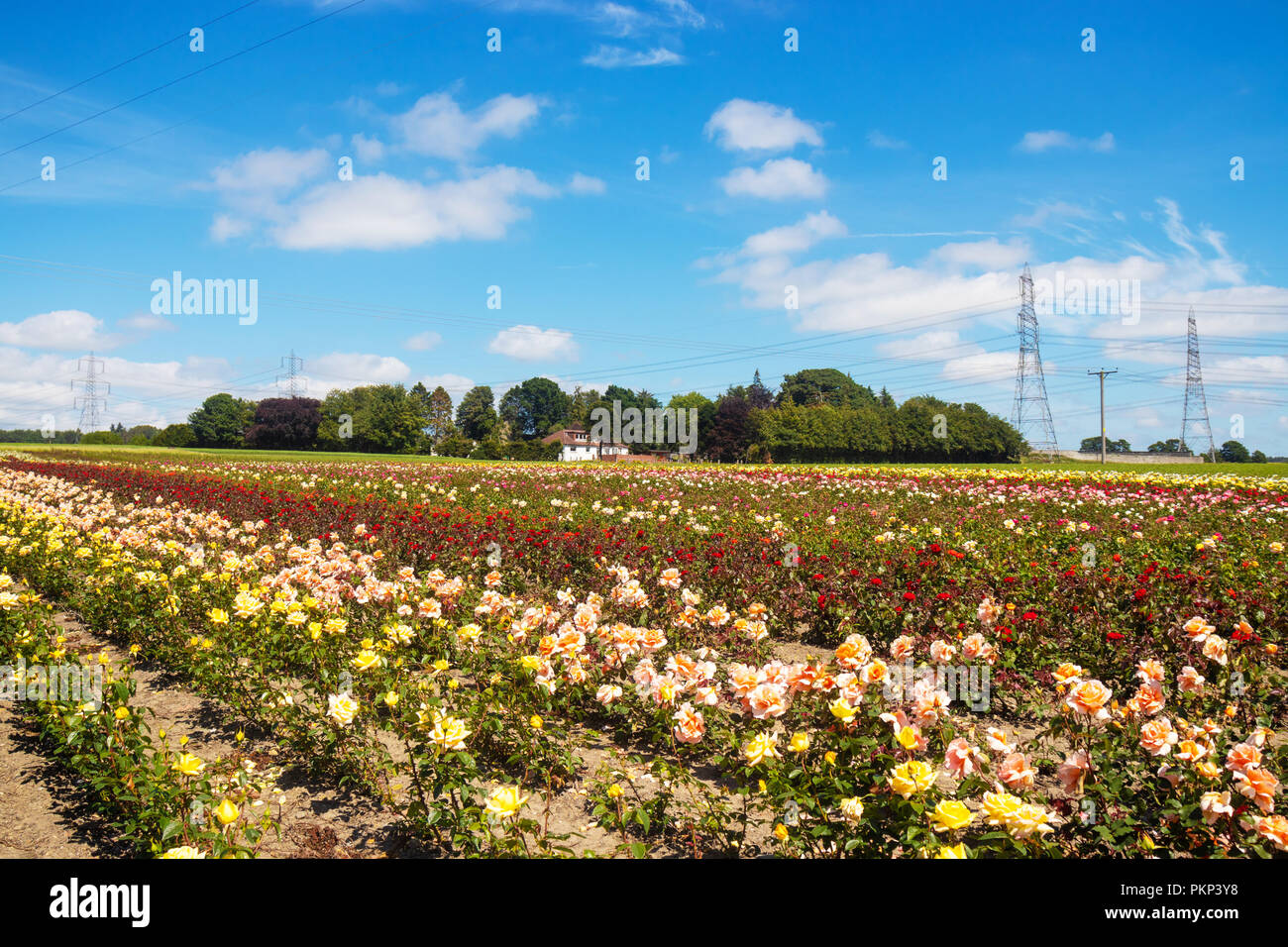 Kommerziellen Anbau von Rosen in Fife, Schottland Stockfoto