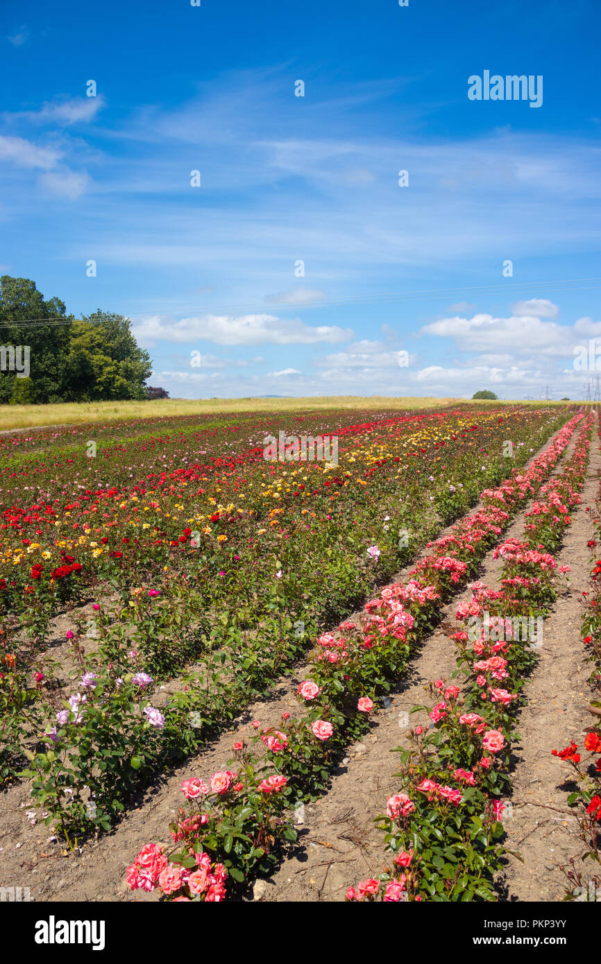 Kommerziellen Anbau von Rosen in Fife, Schottland Stockfoto