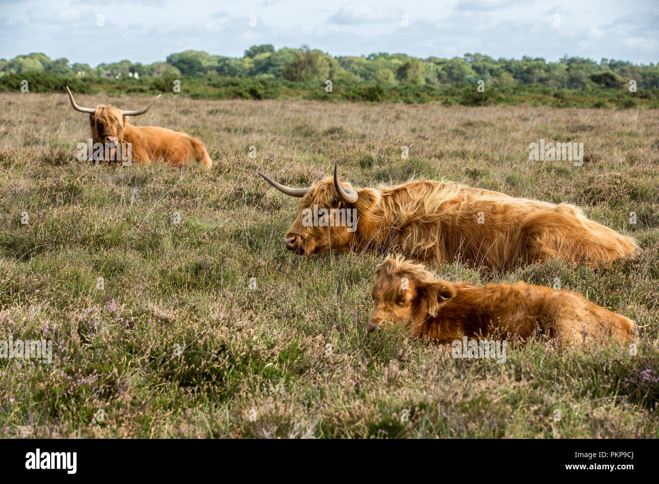 Hochlandrinder Stockfoto