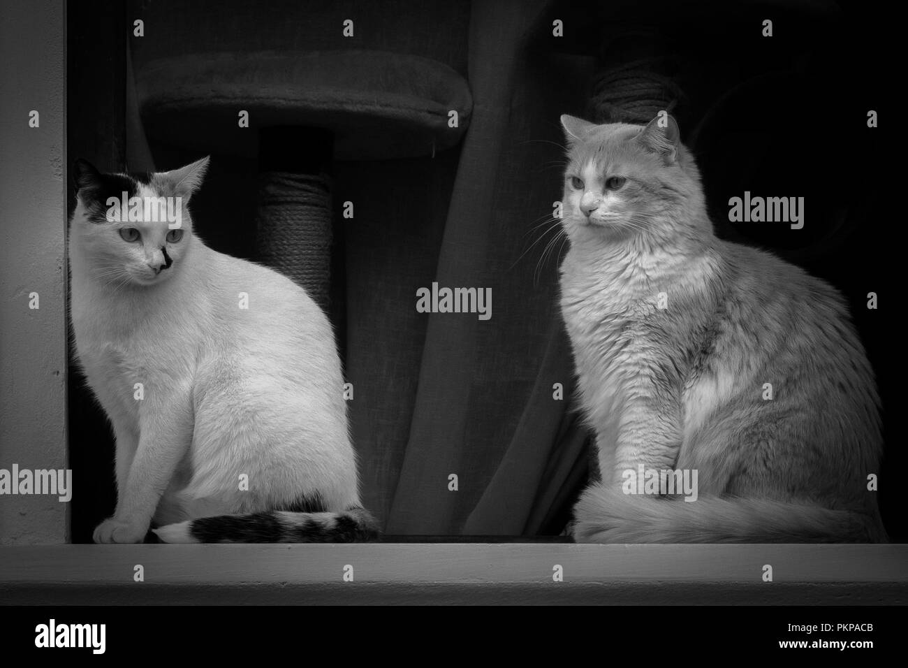 Rom ist die Hauptstadt von Italien. Die Vatikanstadt ist ein unabhängiges Land innerhalb der Stadtgrenzen von Rom. Stockfoto