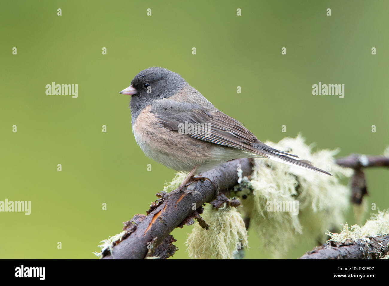 Dunkel-gemustertes Junco (Junco Hyemalis), Montana Stockfoto
