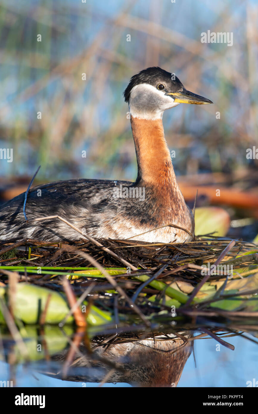 Red-necked Grebe (Podiceps grisegena) am Nest, Montana Stockfoto