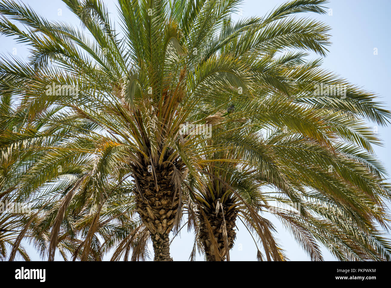 Spanien, Malaga, Europa, eine Gruppe von Palmen, die neben einem Baum Stockfoto