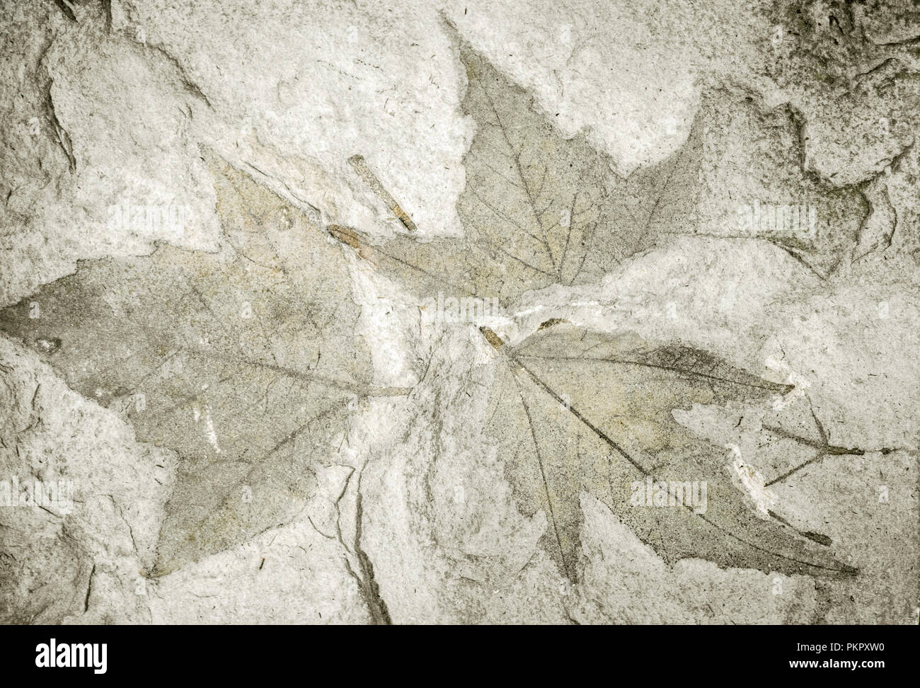 Versteinerte Blätter Ahorn (Acer Trilobatum), Miozän, Dolomit, Schweiz Stockfoto