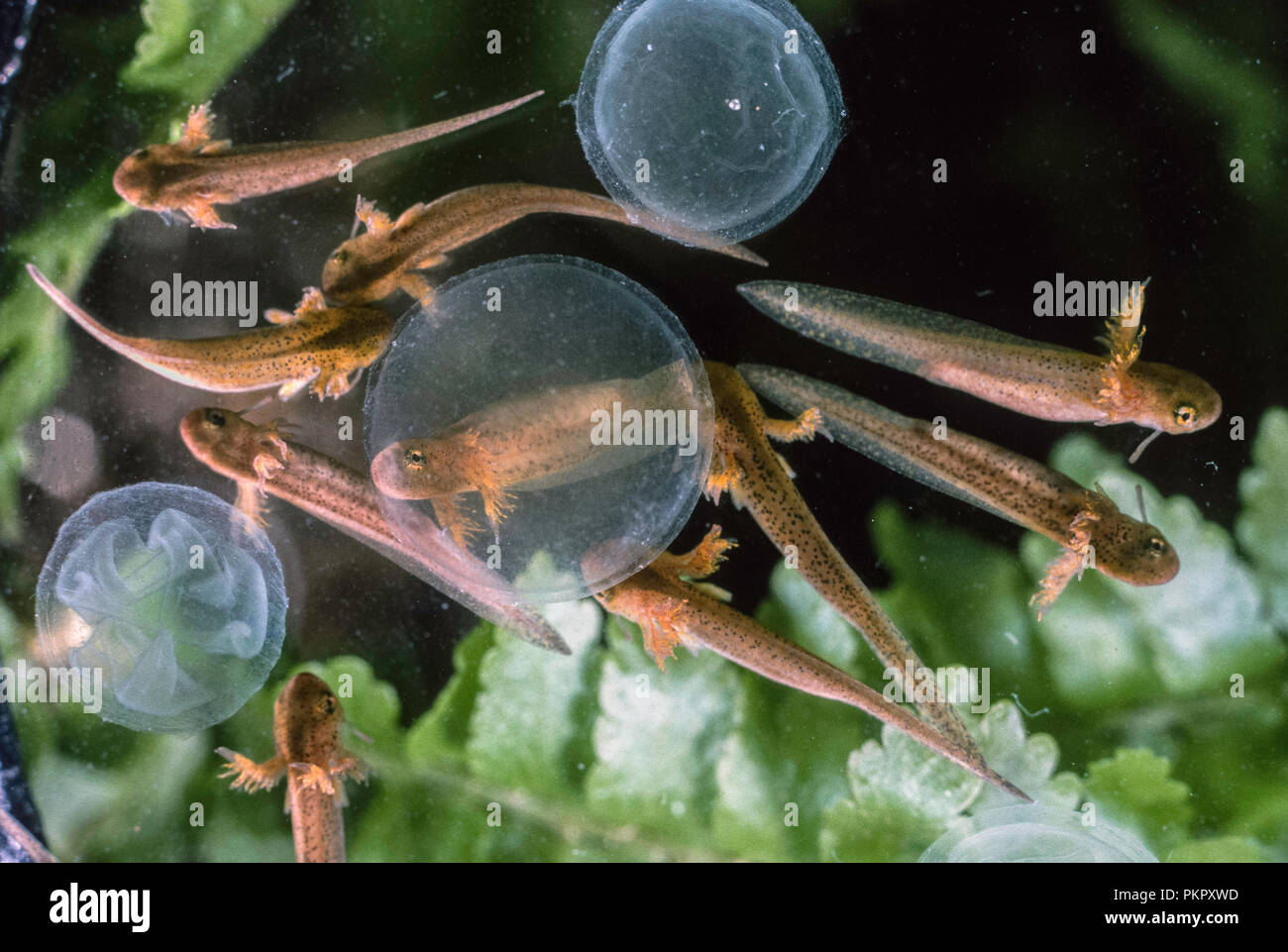 Gefleckte salamander Larven (Ambystoma maculatum) schlüpfen aus den Eiern. Stockfoto