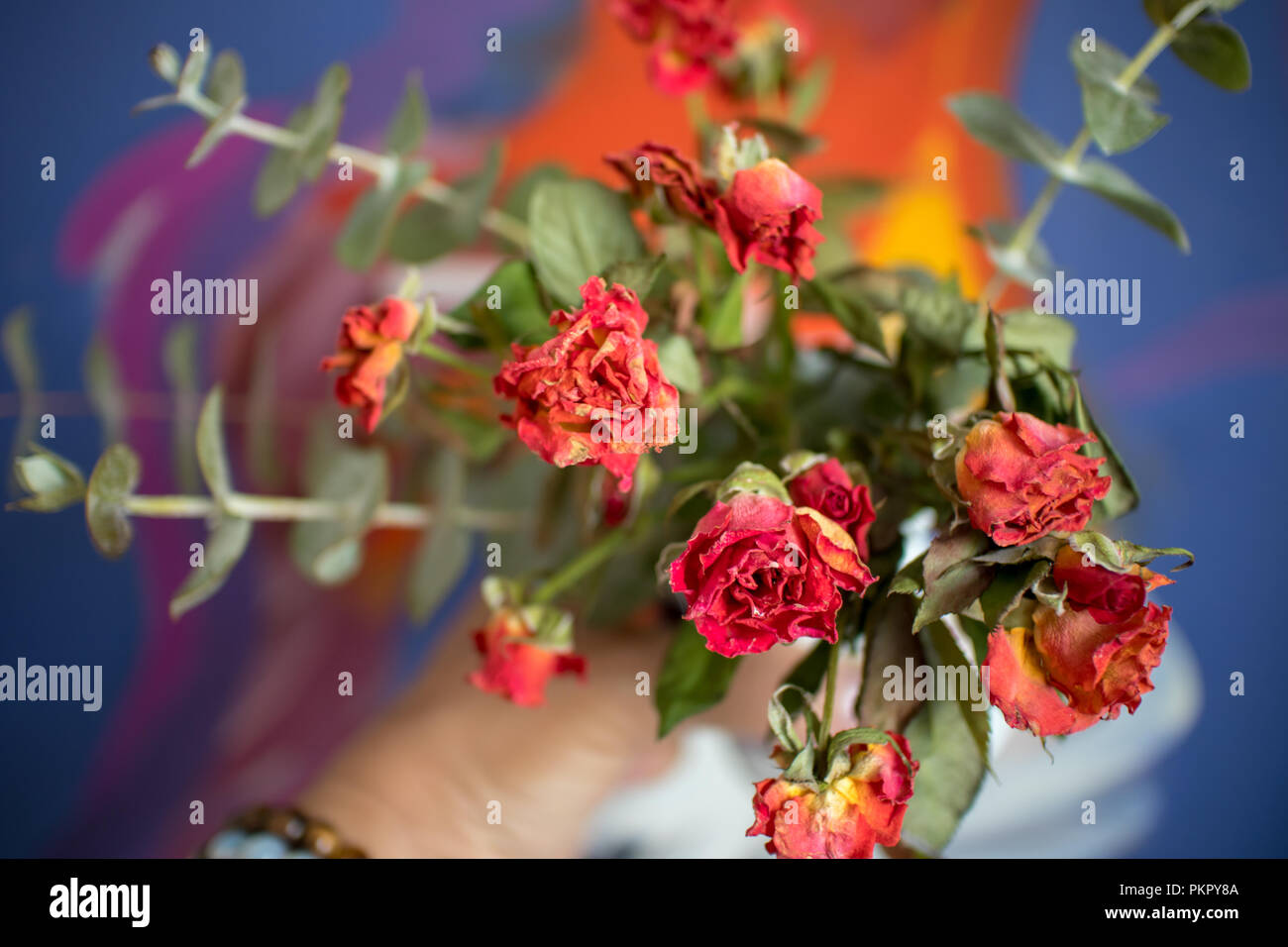 Eine elegante Rose trockener Rose Stockfoto