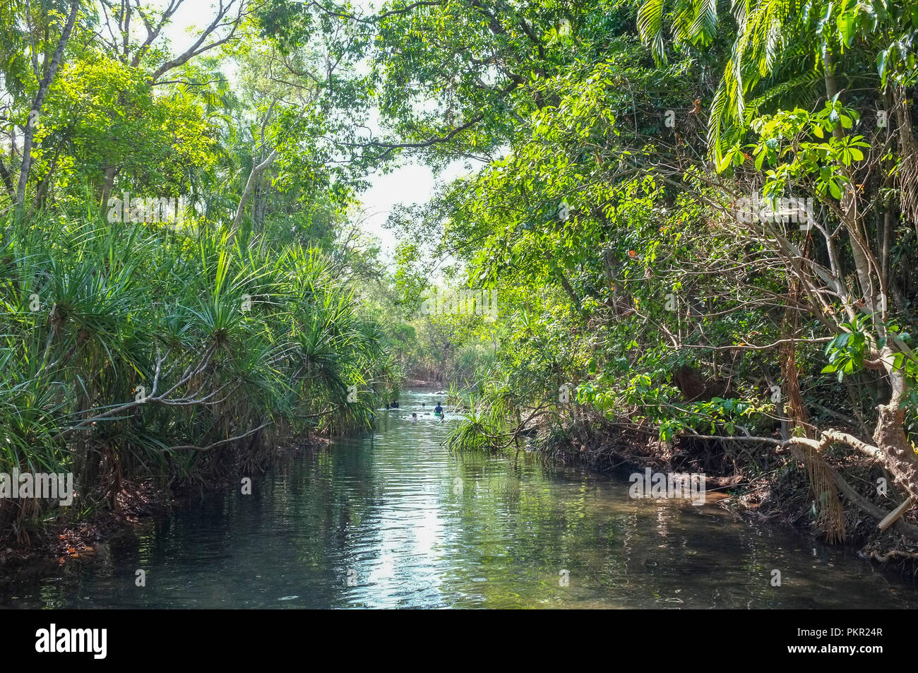 Berry Springs Wasserloch, Berry Springs Nature Reserve, Berry Springs Northern Territory, Australien Stockfoto