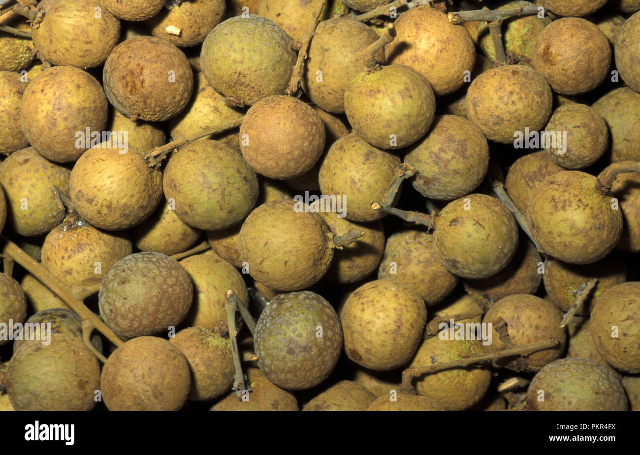 LONGANS (DIMOCARPUS LONGAN, EUPHORIA LONGANA) Stockfoto