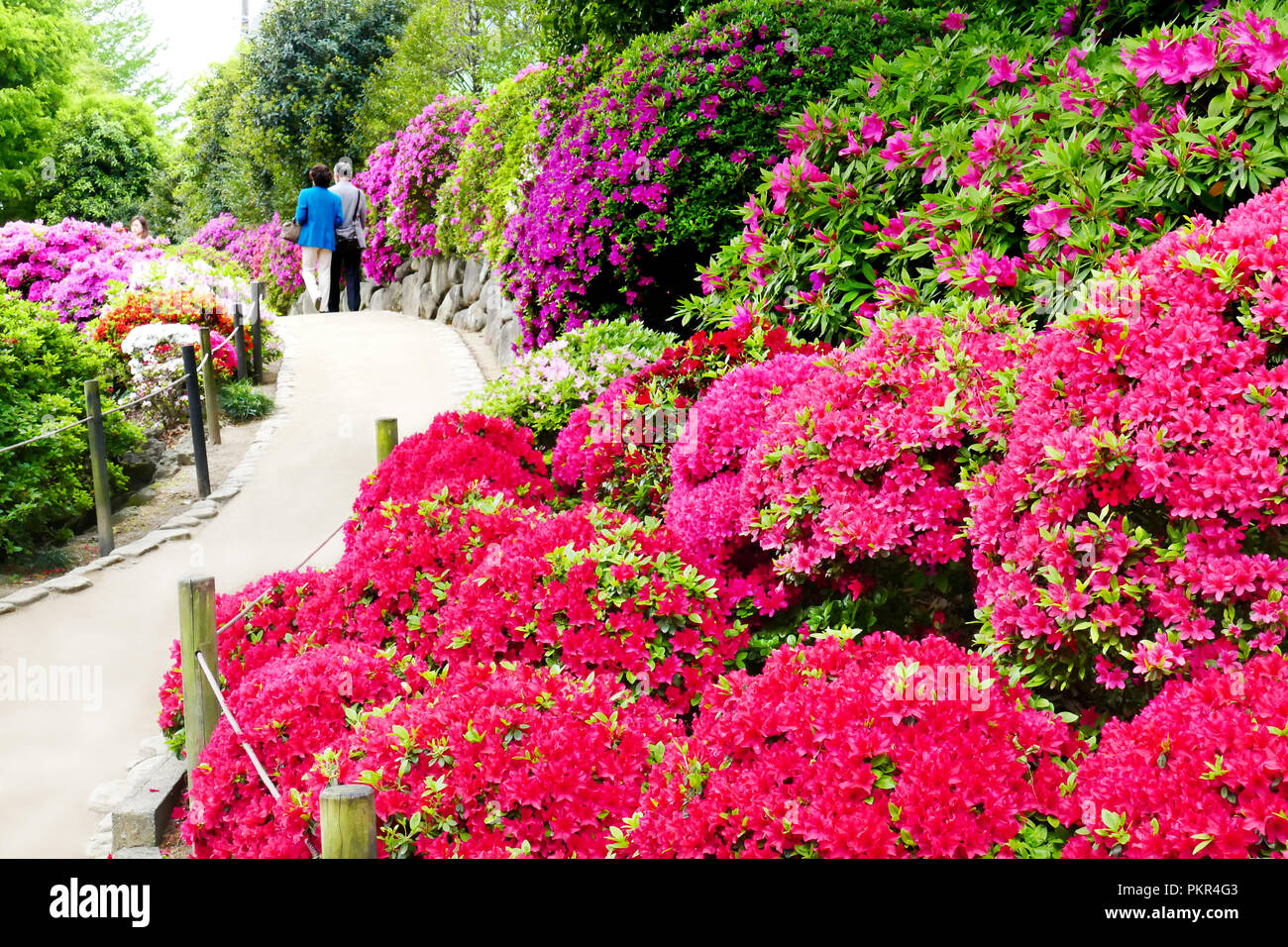 Azaleenfest in japan -Fotos und -Bildmaterial in hoher Auflösung – Alamy