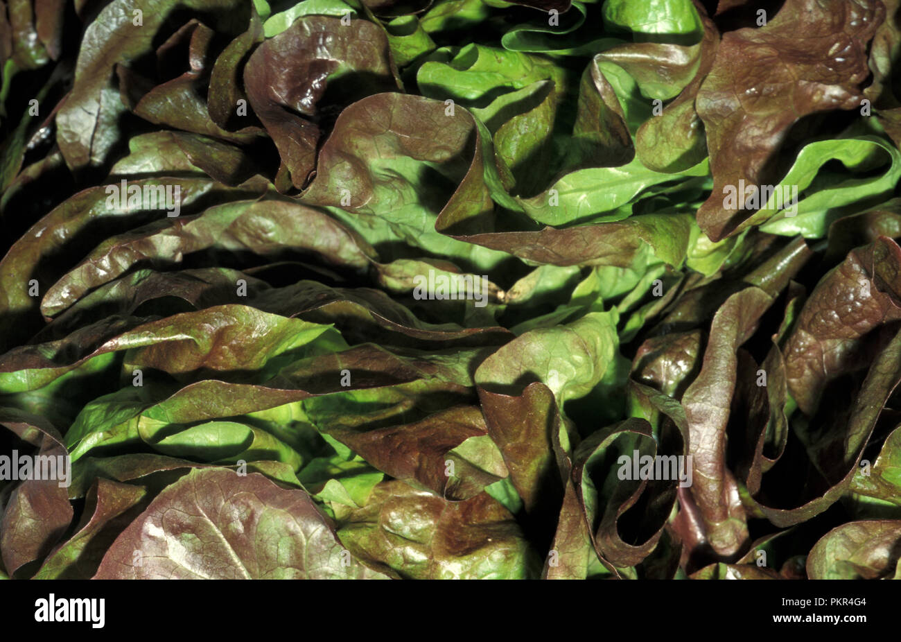 FREISCH GEERNTETE MINUET-SALATBLÄTTER (LACTUCA SATIVA). Stockfoto