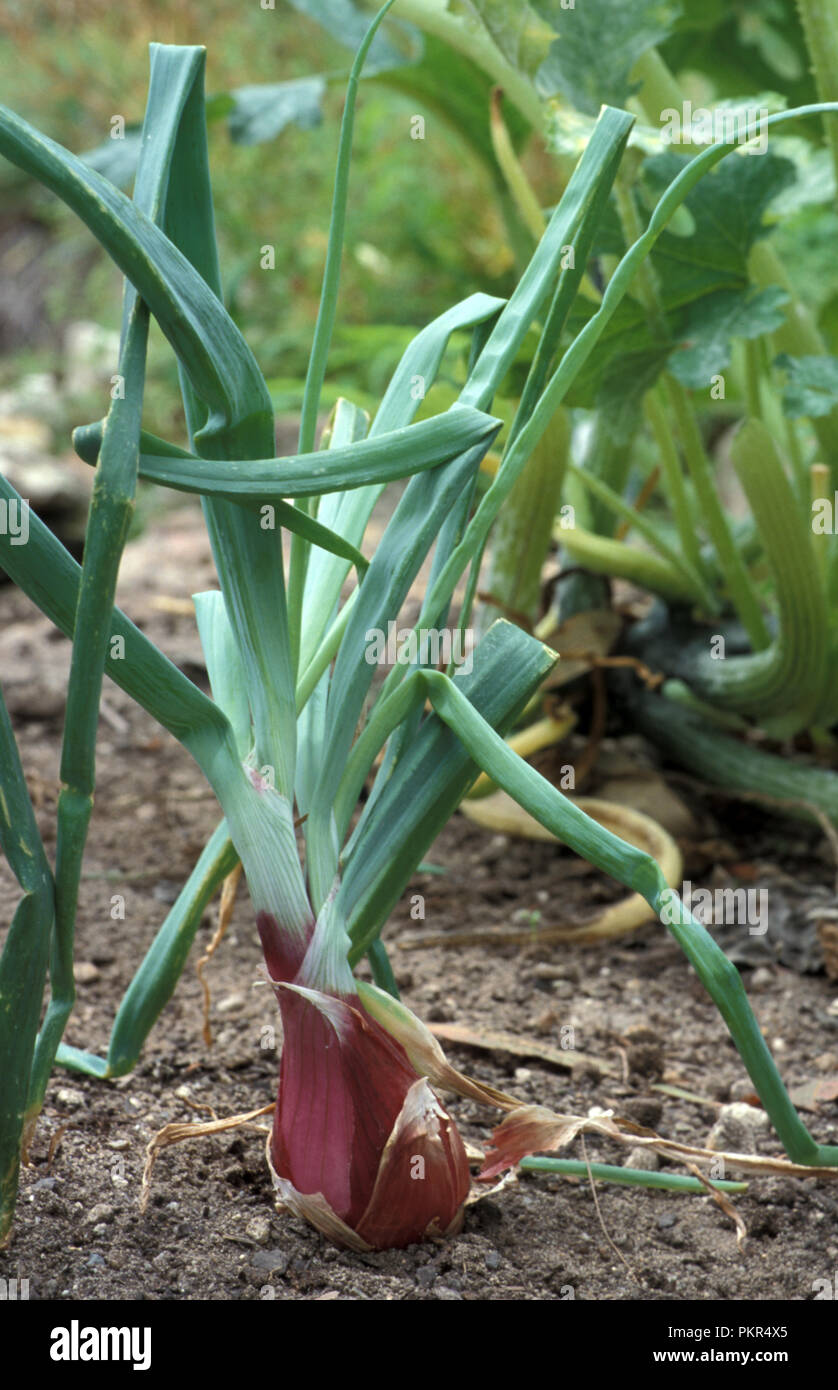 Zwiebeln" ITALIENISCHE ROTE TORPEDO' (Allium cepa CEPA-Gruppe) Stockfoto