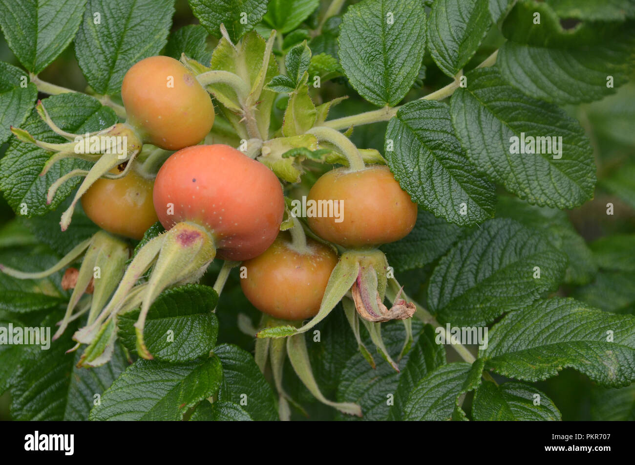 Kleine Cluster mit großen orange hip. Stockfoto