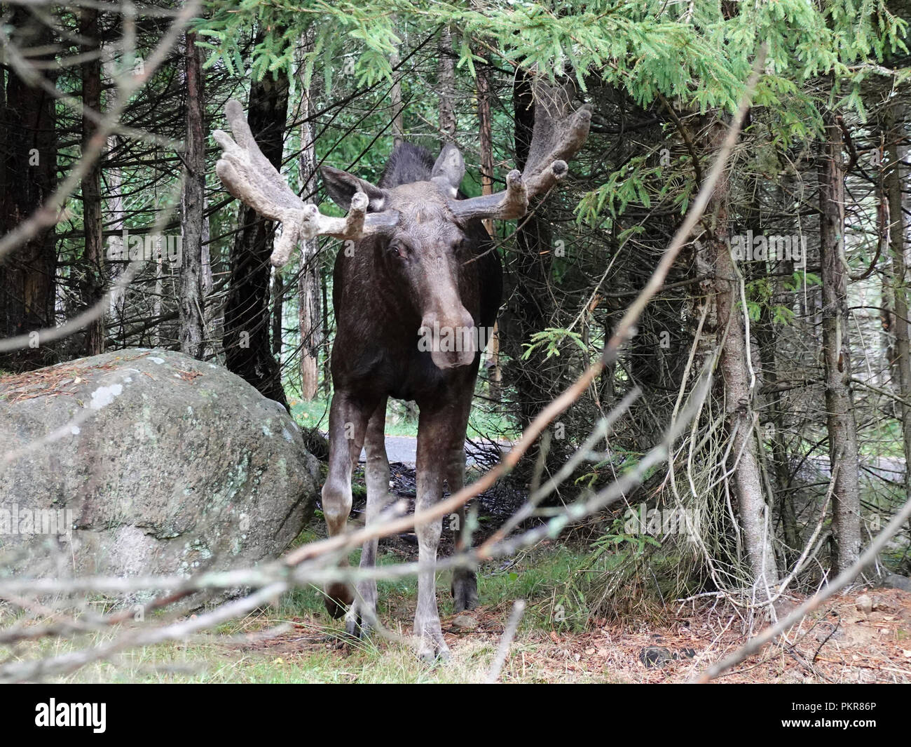 Eurasischen Elche in ihrem natürlichen Lebensraum in Schweden Stockfoto