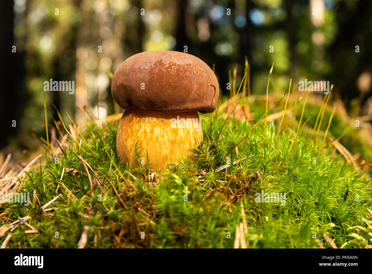 Steinpilze (Boletus edulis) essbar und köstliche Pilz auf grünen Moos im Wald. Steinpilze ist auch als Penny bun, cep und porcino bekannt. Stockfoto