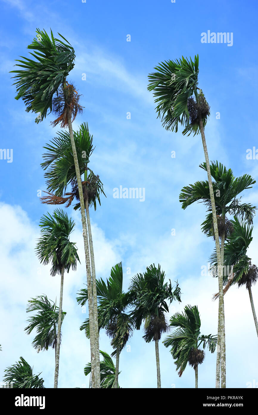 Vertikale Foto Der Grunen Zucker Baume Weht Im Wind Unter Blauen Himmel Von Thailand Stockfotografie Alamy