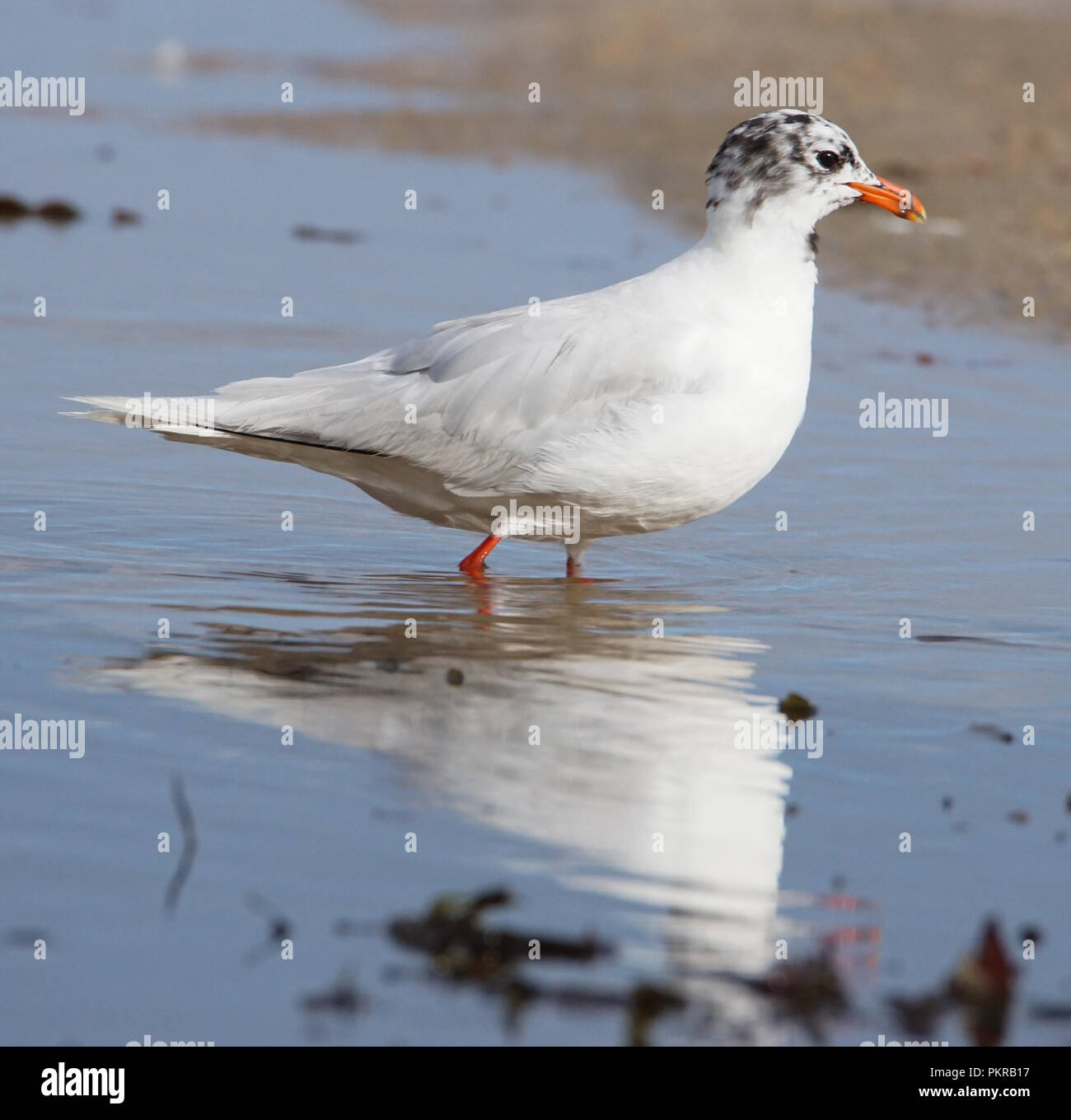 Meditrerranean Gull (unreife) Stockfoto