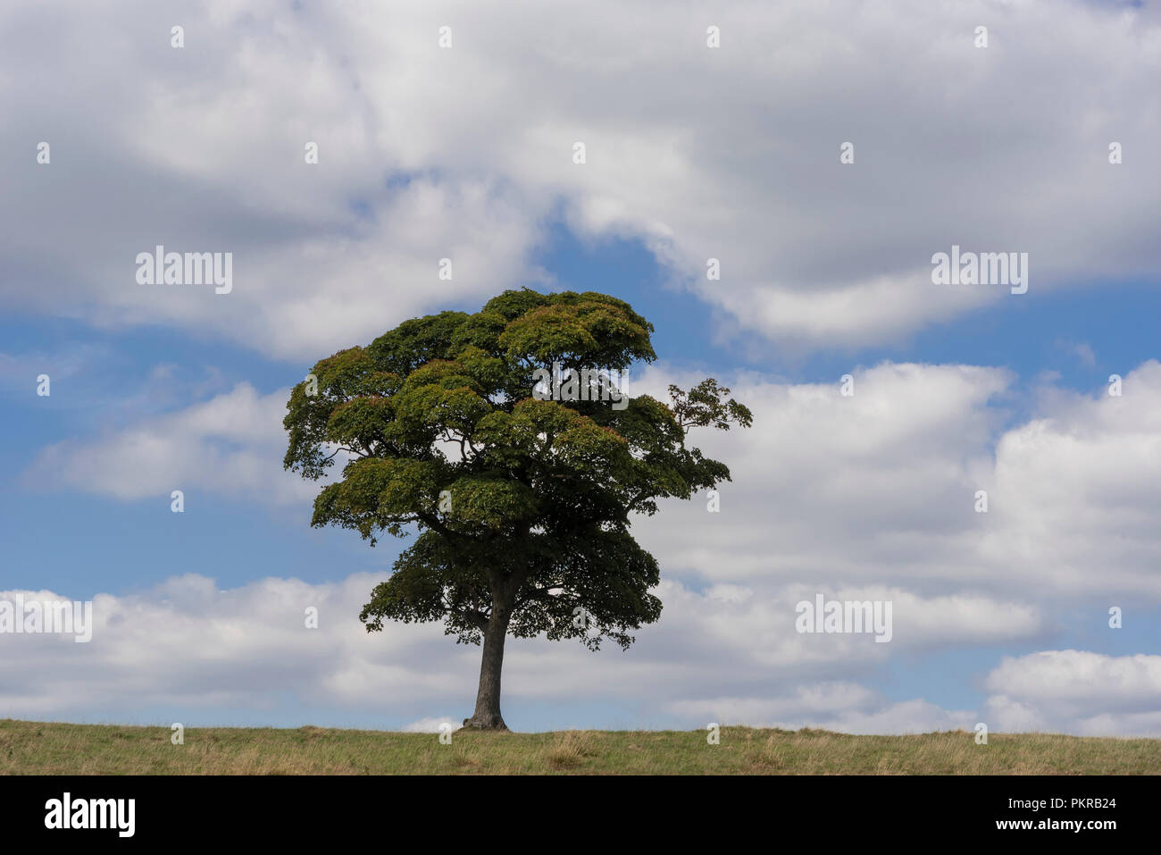 Einsame einsamen Baum auf Skyline. Blue sky white clouds. Stockfoto