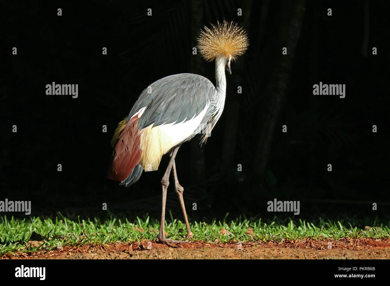 Ein graues gekrönt Kran Vogel Entspannen im Sonnenlicht, Foz do Iguacu, Brasilien, Südamerika Stockfoto