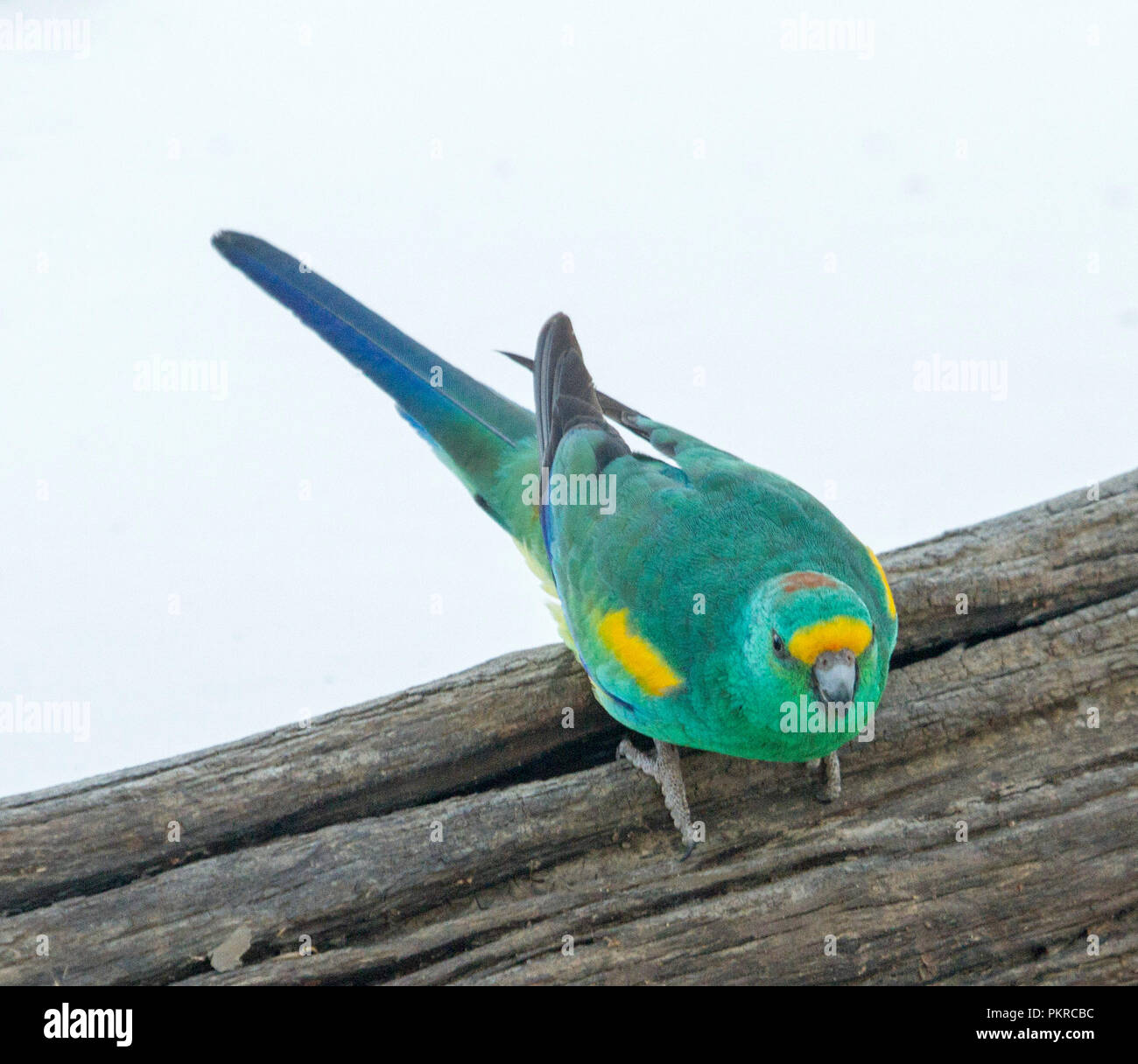 Männliche Australisches mulga Parrot, Psephotus varius Anmelden bei Culgoa Auen Nationalpark im Outback von Queensland Stockfoto
