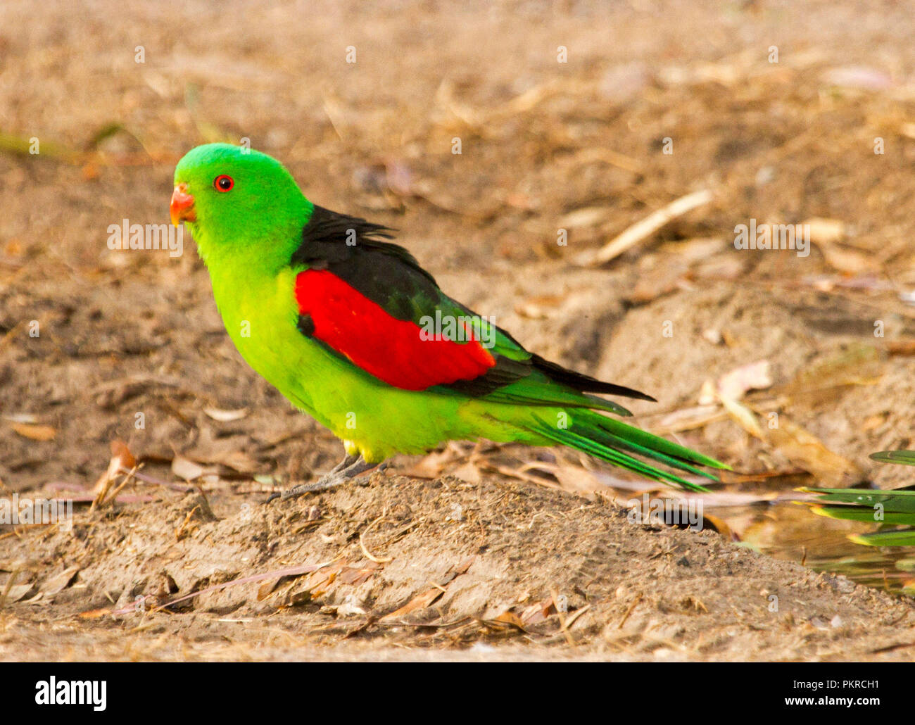 Spektakuläre rote und grüne Männchen Australian Red-winged Parrot Aprosmictus erythropterus auf dem Boden im Outback NSW Stockfoto