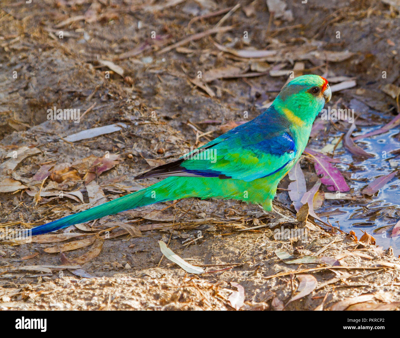 Bunte Australier Ring-necked Papagei, Barnadius zonarius auf der Erde neben Pfütze von Wasser im Outback NSW Stockfoto