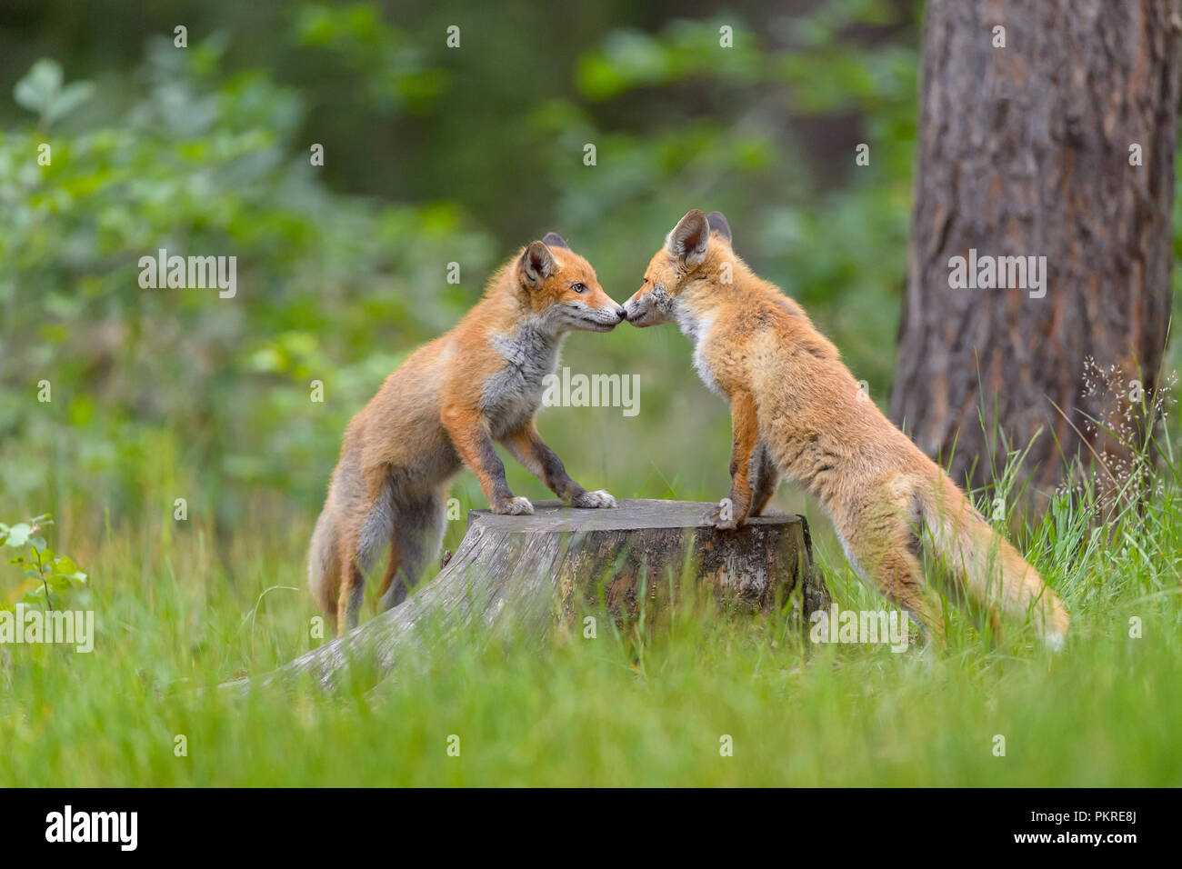 Red Fox, Vulpes vulpes, zwei junge Füchse Spielen auf Baumstamm, in Deutschland, in Europa Stockfoto