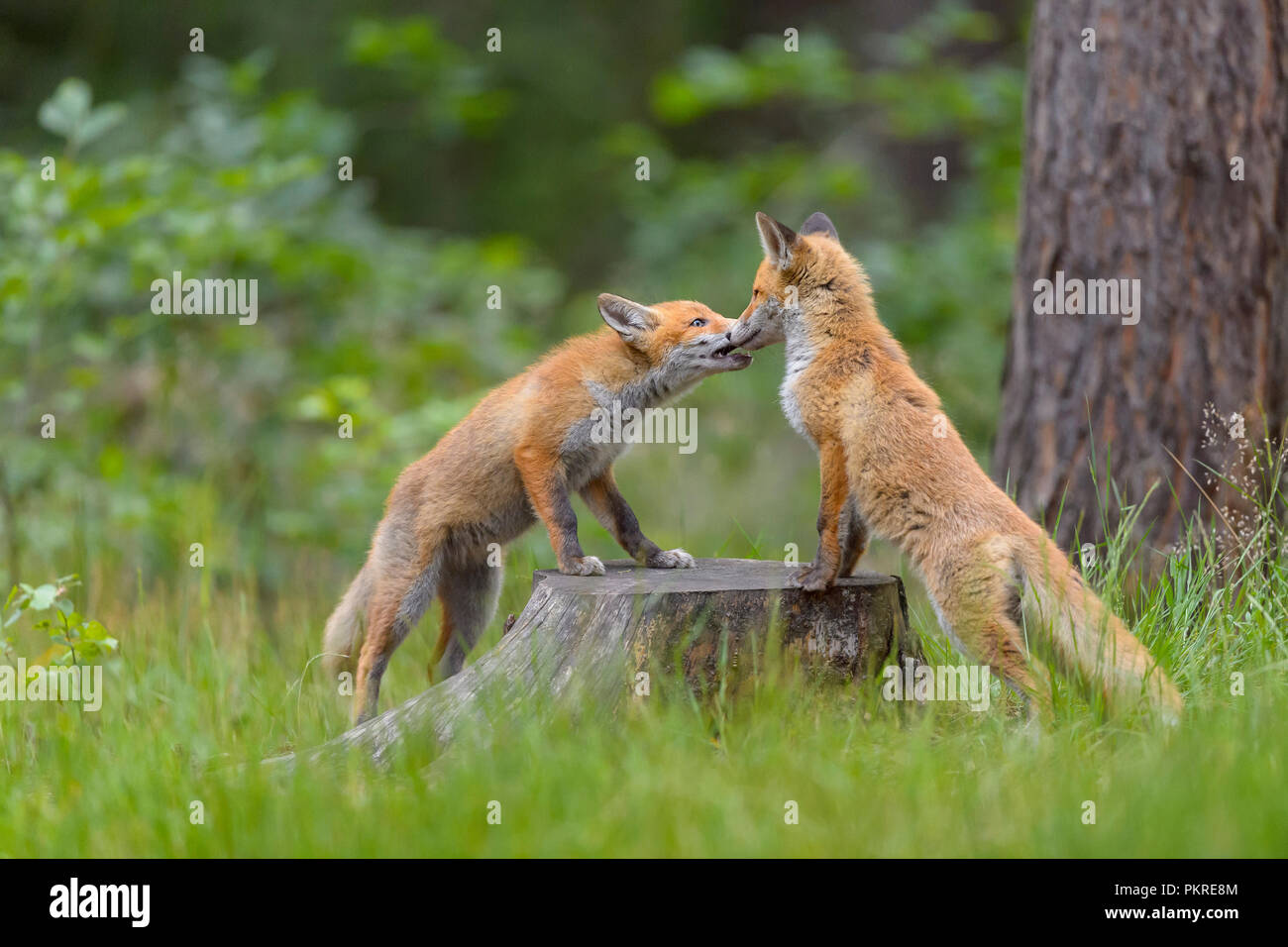 Red Fox, Vulpes vulpes, zwei junge Füchse Spielen auf Baumstamm, in Deutschland, in Europa Stockfoto